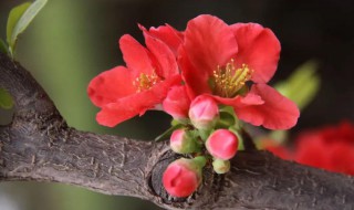 海棠树几年开花结果（海棠树几年开花结果多）