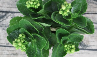 长寿花可以剪枝吗 长寿花可以剪枝吗冬天