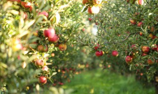 苹果树夏天可以剪枝吗 苹果树夏天能修剪吗