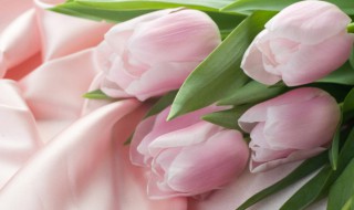 情人节送什么花给十二星座最合适 情人节一般送什么花要好一点