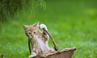 猫上门吉利吗 晚上猫上门吉利吗