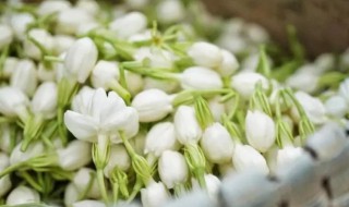 茉莉花可以泡脚吗 茉莉花可以泡脚吗?