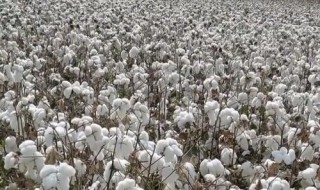 尼日利亚的国花是什么花（坦桑尼亚国花是什么花）