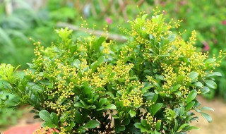 米兰黄叶掉叶怎么回事（米兰黄叶掉叶子是怎么回事啊）