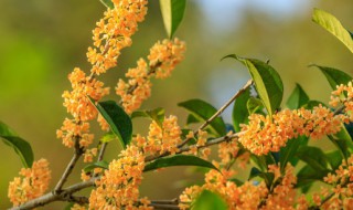 桂花树哪个品种好 桂花树哪个品种好养