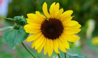 葵花代表什么象征意义 向日葵花代表什么象征意义