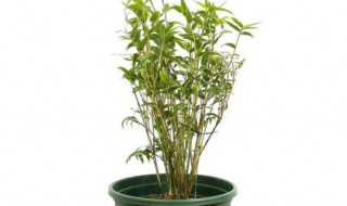 竹子类盆栽有哪些品种（竹子类盆栽有哪些品种图片大全）