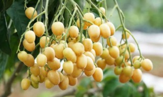 南宁水果特产有哪些 南宁水果特产有哪些品牌