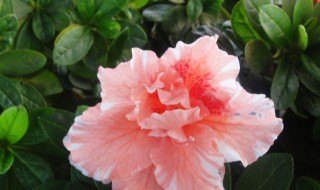 最漂亮的杜鹃花品种（杜鹃花最好看的品种）