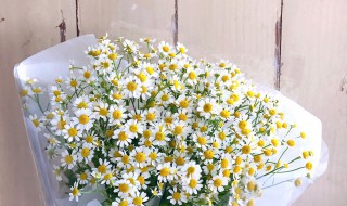 洋甘菊的花语是什么意思 洋甘菊的花语是代表什么意思