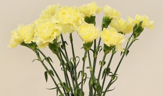 什么花的花语是友谊长存（花语是长久的友谊的花）