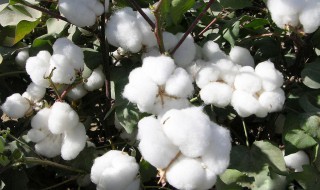 棉花的花语是什么意思 棉花的花语是什么意思 寓意