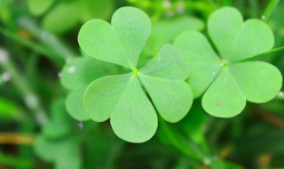 爱尔兰的国花是什么花 爱尔兰的国花是什么花名