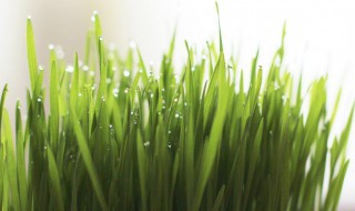 猫草有哪些品种（猫草有哪些品种图片）