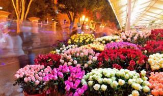 肉汤浇花好不好（肉汤可以直接浇花吗）