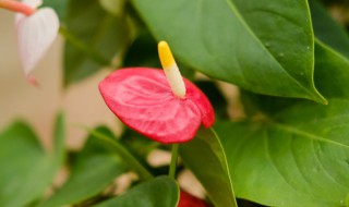 红掌是什么植物 红掌是什么植物的花