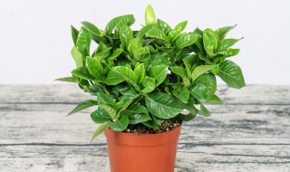 栀子花的花语是什么意思 你知道栀子花的花语是什么吗?