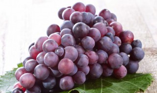 葡萄适合什么季节种植 葡萄苗适合什么季节种植