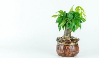 幸福树禁忌摆放位置（幸福树的摆放位置和风水禁忌）