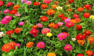 百日菊的花语是什么 千日菊花语