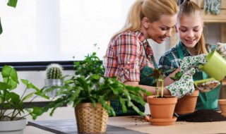 肉苁蓉属于什么类植物(与肉苁蓉相似的植物有哪些)