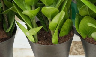 代表富贵发财的花 什么花代表发财