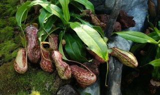 猪笼草属于什么类植物（猪笼草属于什么类植物类群）