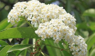 石楠花气味是什么味道 石楠花的味道像什么味道