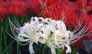 彼岸花有什么作用 彼岸花有什么作用和功效