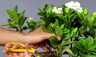 用什么养护栀子花花开满满 栀子花怎样养护才能开花