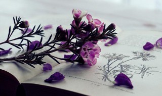 早发白帝城古诗意思和赏析（《早发白帝城》诗意思）