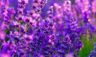 什么花的花语是重逢 什么花的花语是重逢的爱