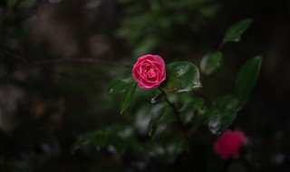 什么花的花语是可爱(什么花的花语是可爱活泼)