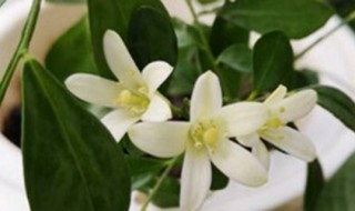 什么花的花语是勇气 什么花的花语是勇气和自信