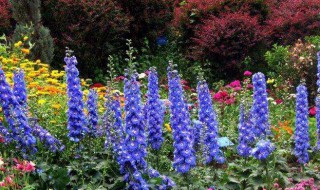 什么花的花语是独立自由 什么花的花语是独立自由的爱情