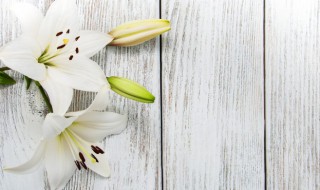 百合的花语是什么意思（玫瑰百合的花语是什么意思）