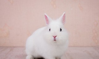 属兔的女人和什么属相最不配 属兔的女人和什么属相最不配对