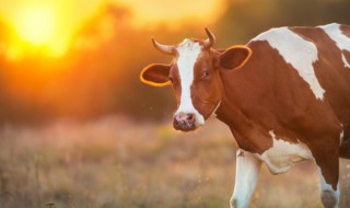 属牛的婚配什么属相最好（属牛的婚配什么属相最好?）