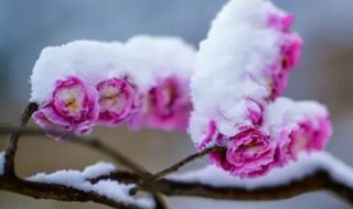 雪梅是什么植物 雪梅是什么植物图片