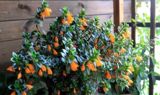 金鱼吊兰的花期是什么时候 金鱼吊兰几月份开花花期多长