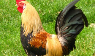 属鸡的幸运颜色 1981年属鸡的幸运颜色