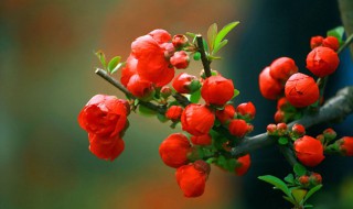 什么海棠品种好看好养 什么海棠品种好看好养活