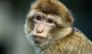 属猴的永久幸运颜色（属猴的永久幸运颜色2021）