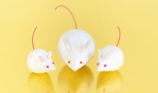 鼠寓意好的成语大全谐音吉利 鼠寓意好的成语大全谐音吉利英文