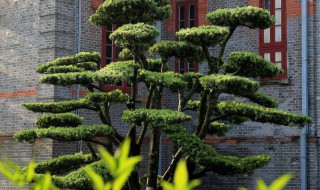 房子左边种什么树风水好（房子左边种什么树风水好一点）