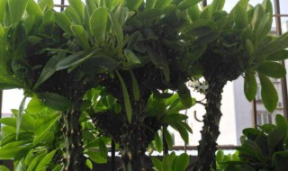 龙骨树有什么作用 龙骨树对人体有危害吗