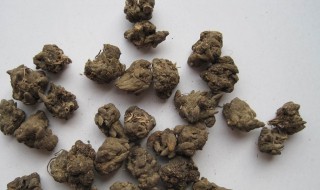 猫爪草是什么药材 猫爪草是什么药材治什么病