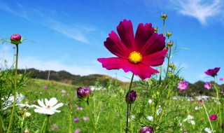 格桑花象征着什么意义 格桑花有什么寓意