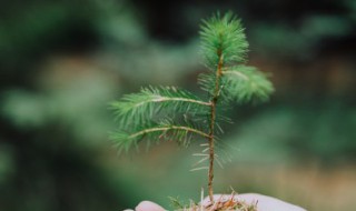 红豆杉有什么药用价值 红豆杉有什么药用价值和经济价值