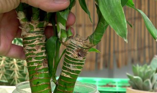 富贵竹什么人不能养（富贵竹谁都可以养吗）